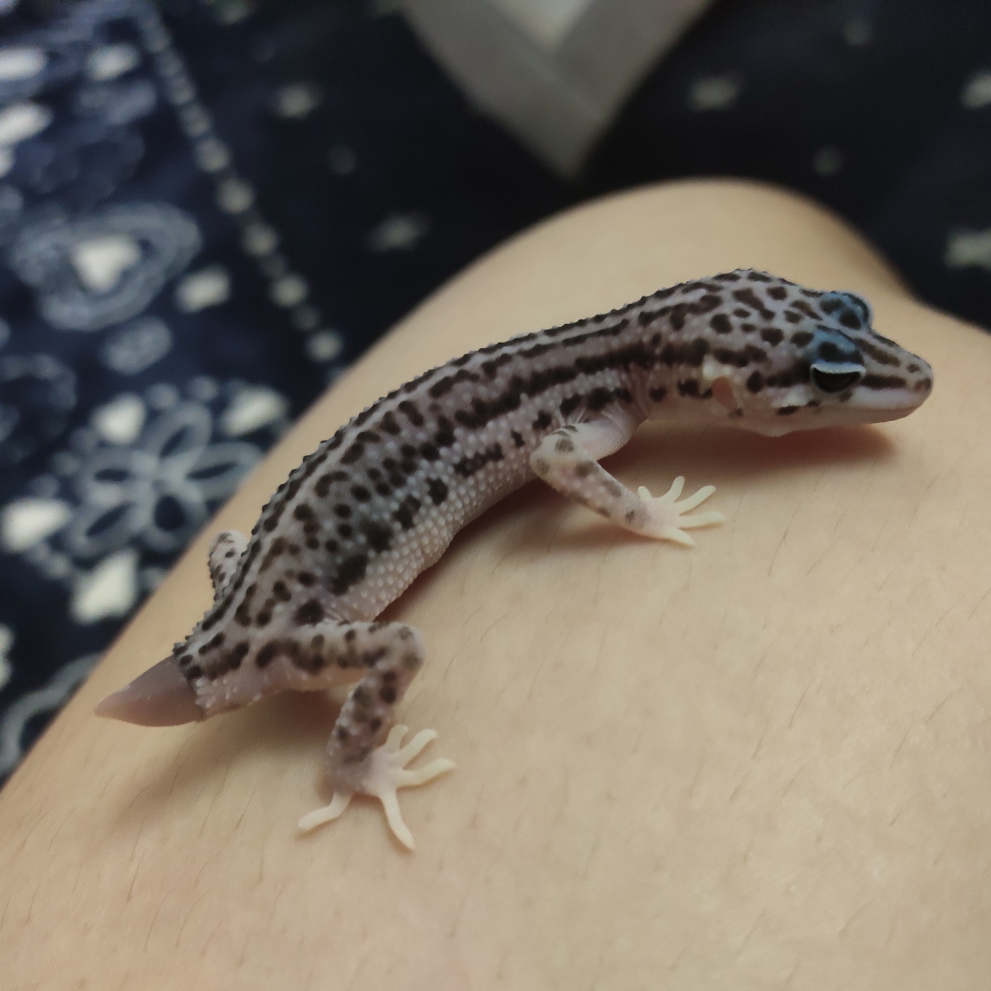 记录一粒豹纹守宫再生尾的成长满图警告