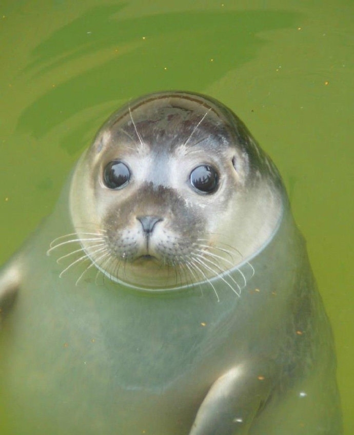 今日萌图远古猫咪征服霸王龙的珍贵照片
