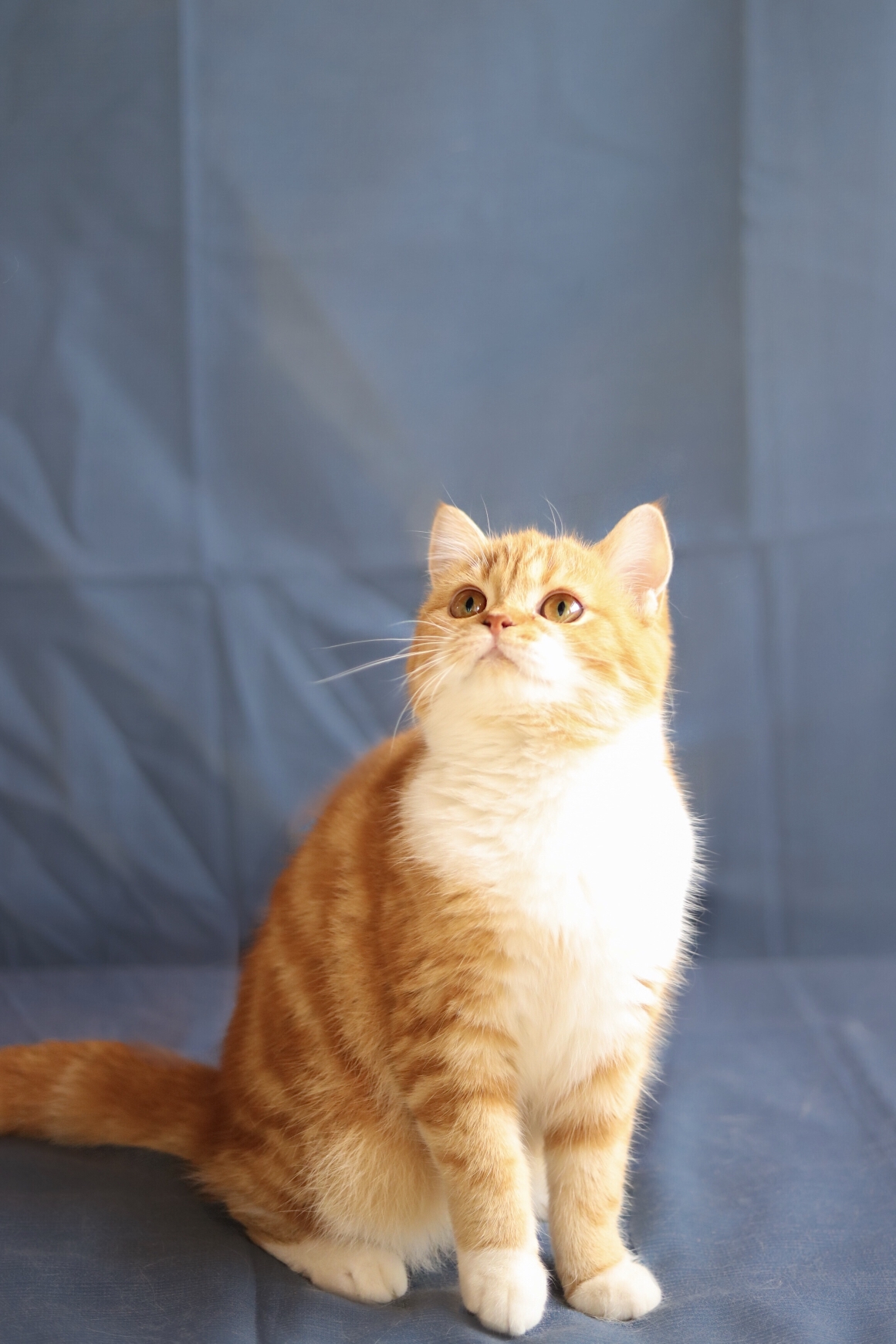 五掌柜有猫气晒英短橘猫妹妹们