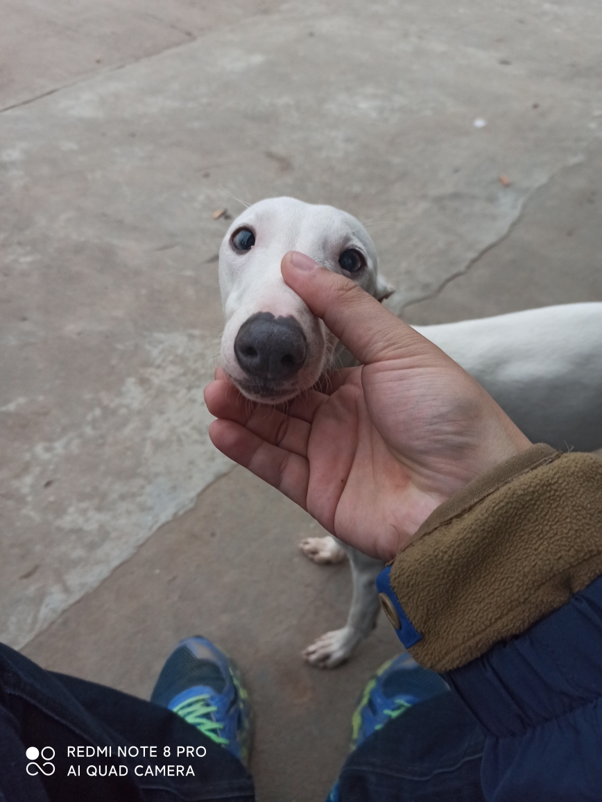 这个狗子是不是中华细犬啊叔叔说有点名气