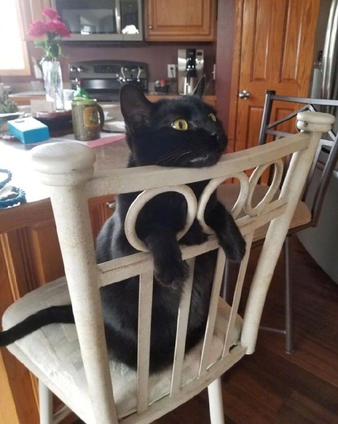 今日萌图野生大熊猫为什么喜欢滚马粪