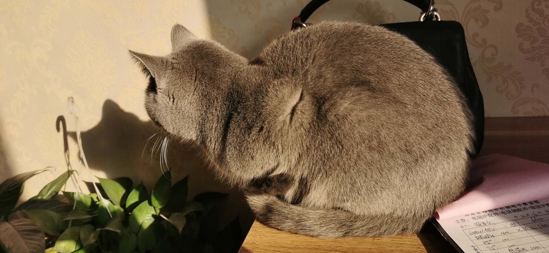 晒一晒富婆家里的猫