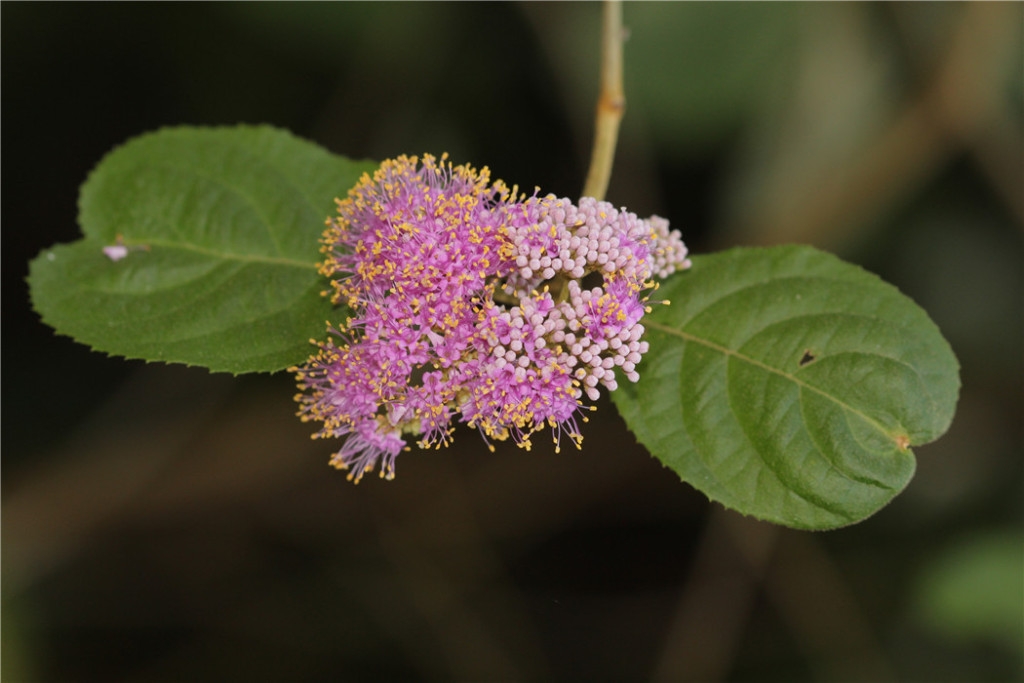 裸花紫珠犹如一串串紫色珍珠
