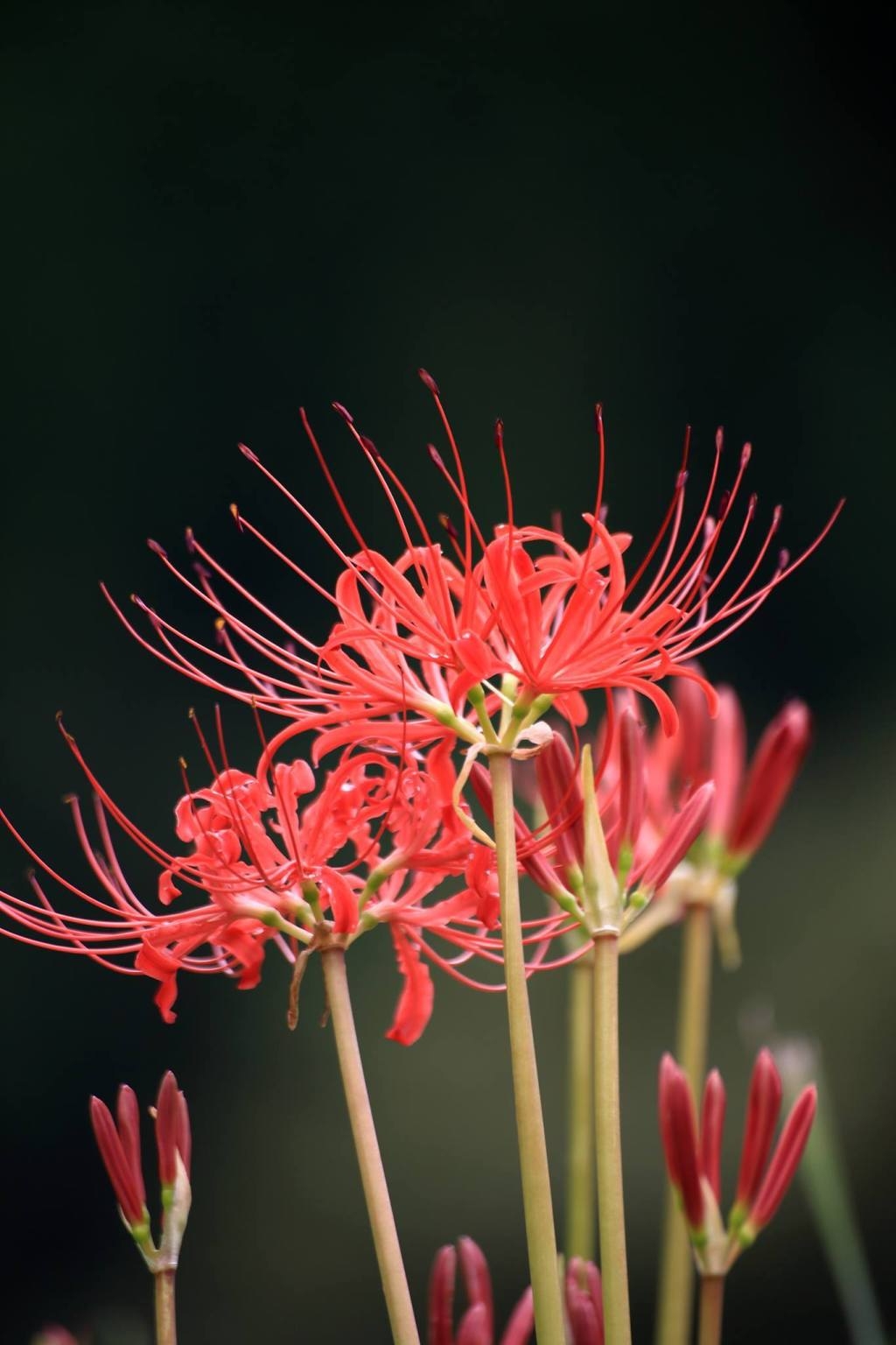 石蒜象征着思念的彼岸花