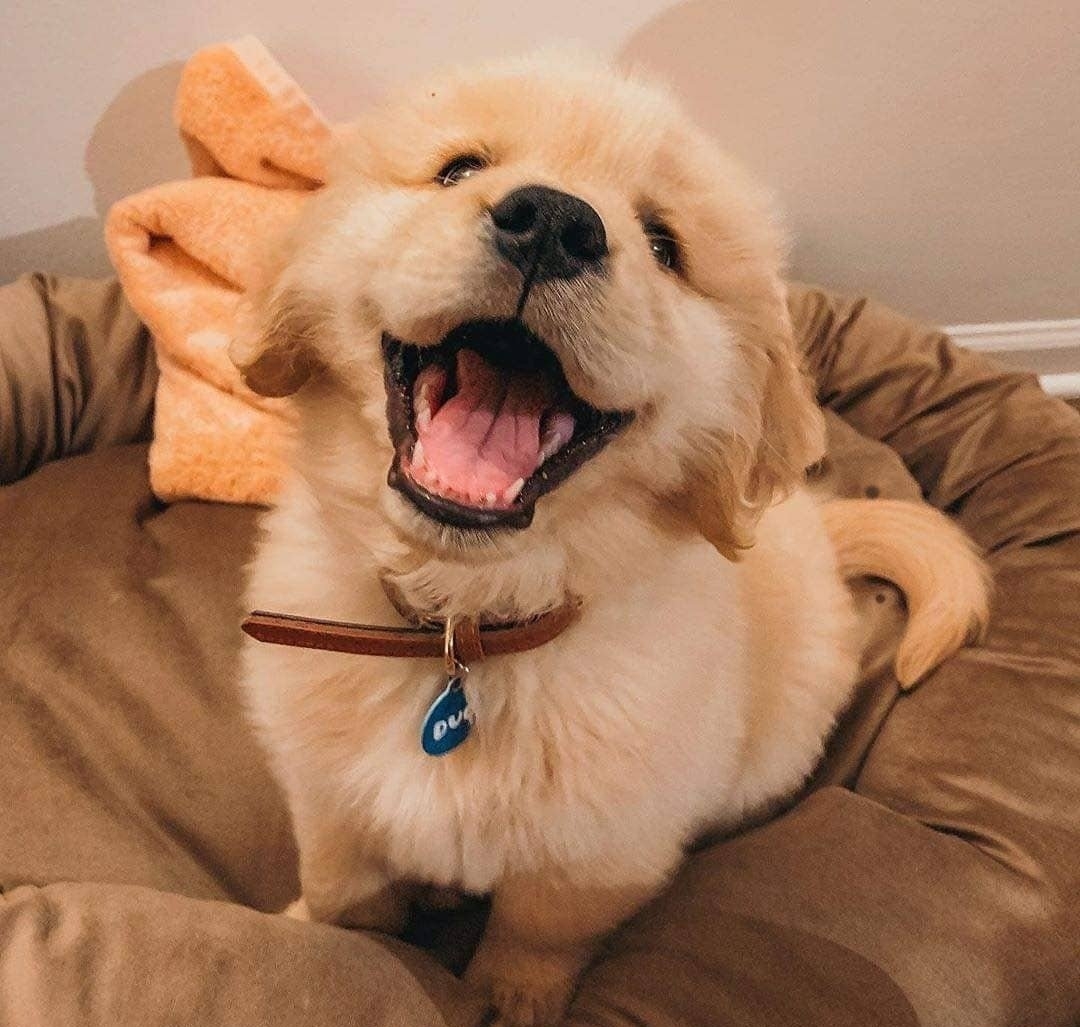 【今日萌图】猫咪寄养在宠物店骑了5只母猫 累的不省人事输葡萄糖