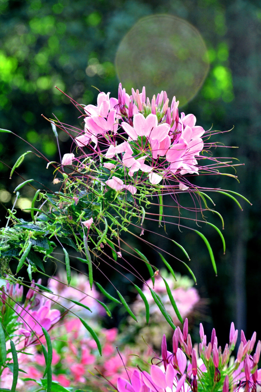 醉蝶花群蝶沉醉恋枝头