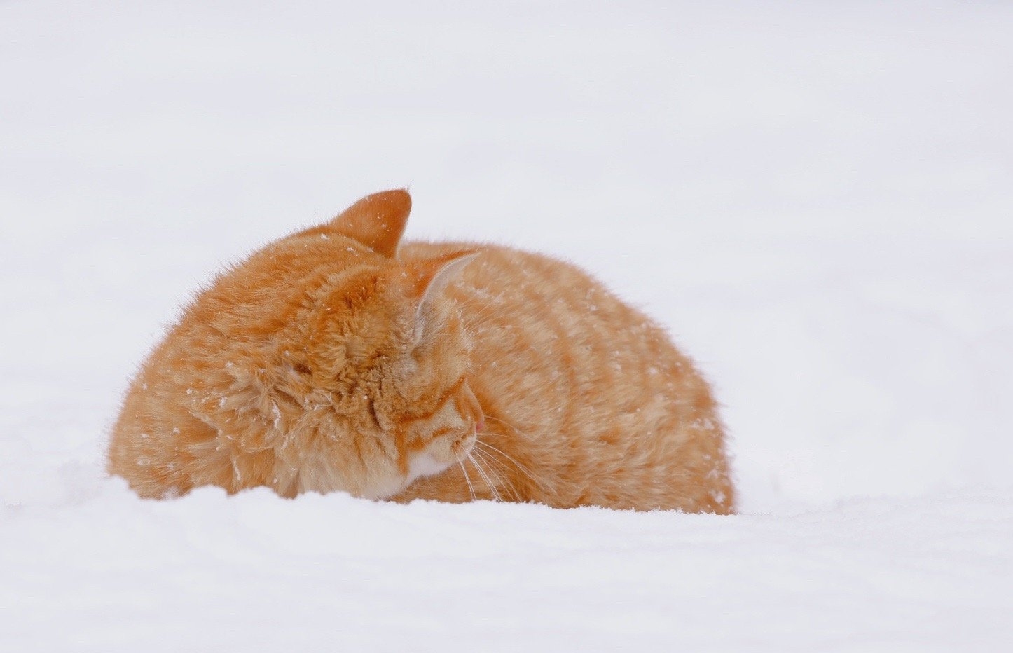 今日萌图一家特别的烤地瓜店老板居然是一只柴犬