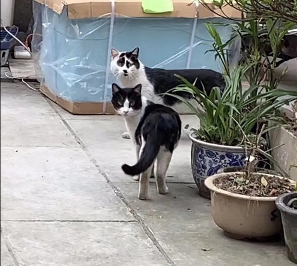 今日萌图 这只猫猫的震惊脸丑上了热搜 但是你们也太快了吧 表情包都出来了 Acfun弹幕视频网 今日萌图 这只猫猫的震惊脸丑上了热搜 但是你们也太快了吧 表情包都出来了 Acfun弹幕视频网