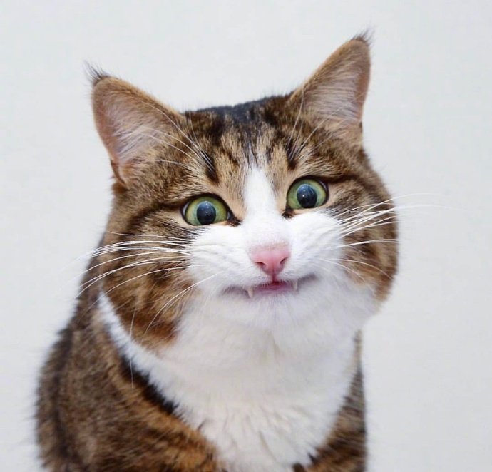 猫咪自拍insrexiecat6767676767