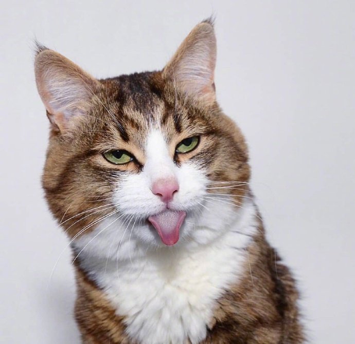 猫咪自拍insrexiecat6767676767