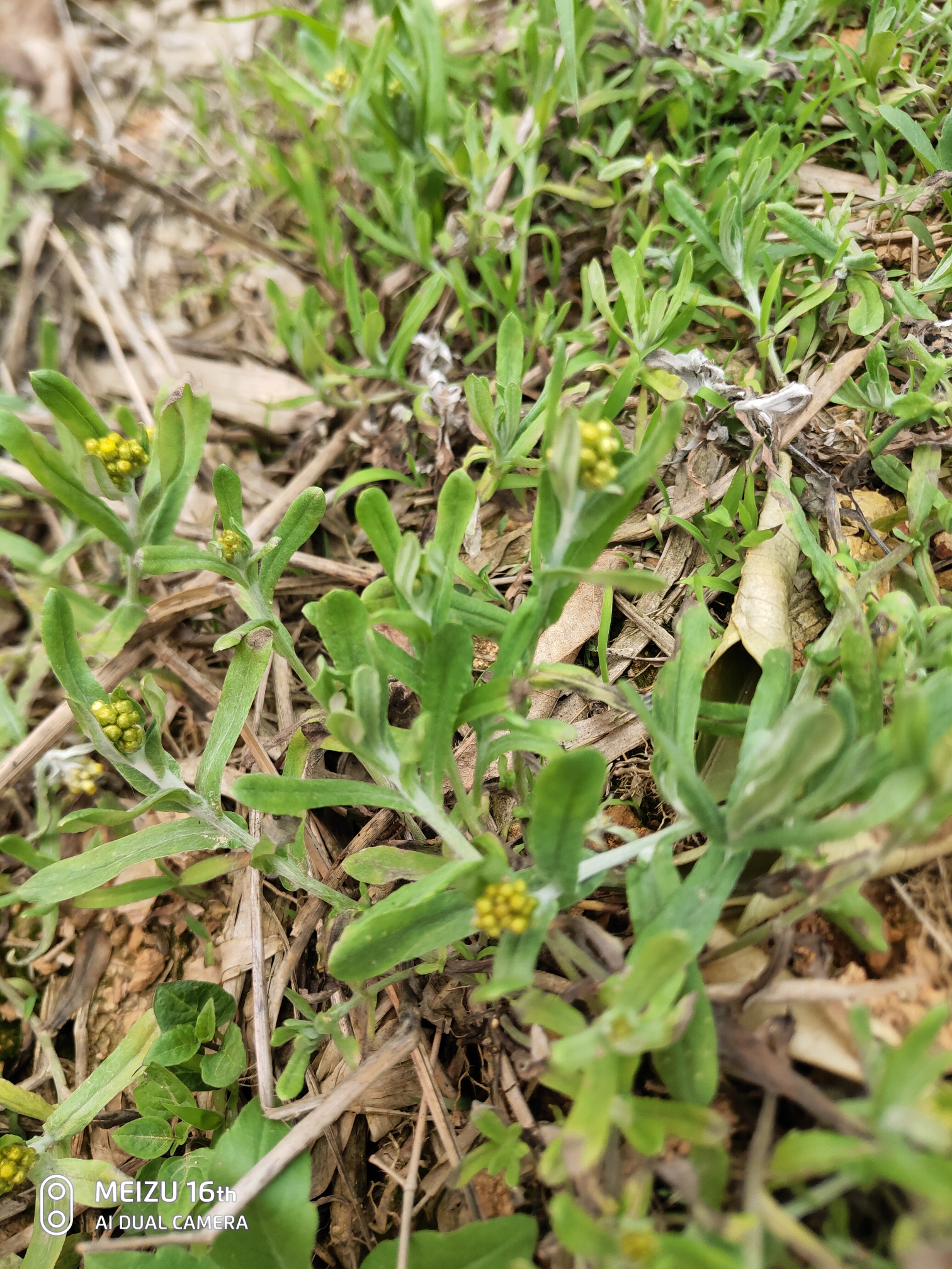 除了艾草还有哪些地方用这种草做米果