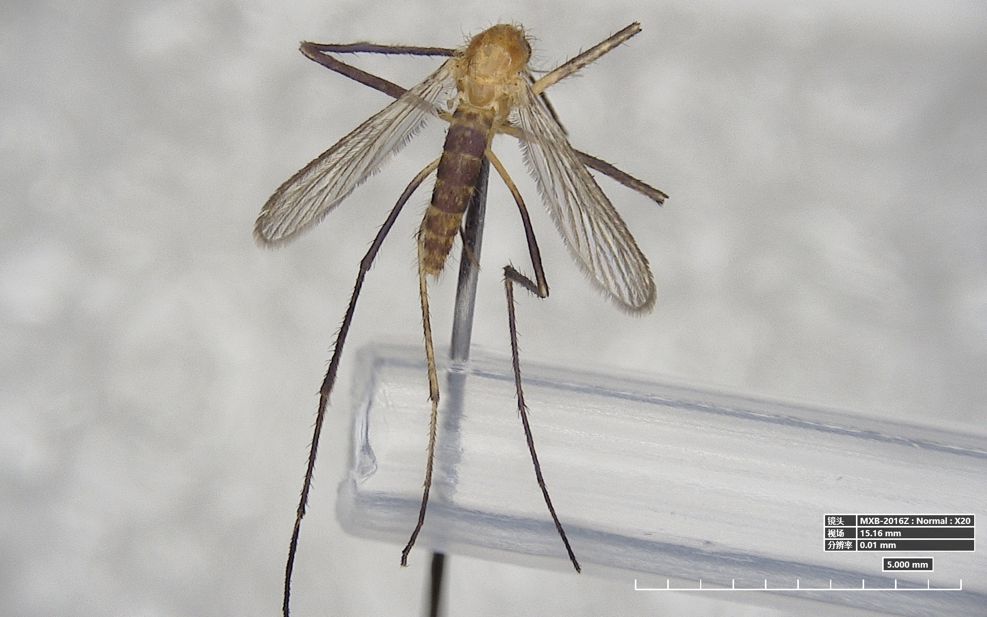 积极推动建设新桥机场,黄山机场,芜湖港,安庆港,铜陵港等进境水果