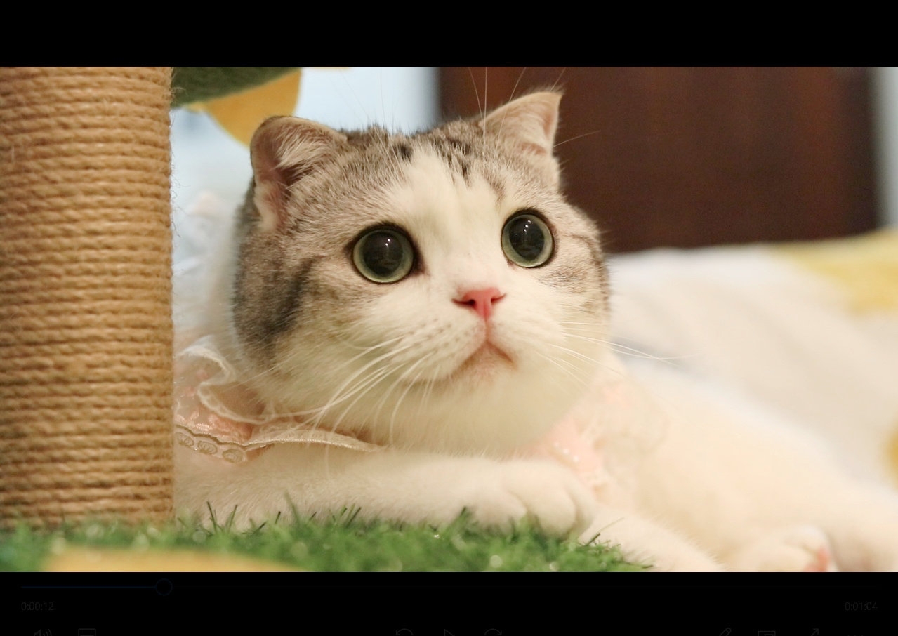 香香软软的小泡芙喜欢请投蕉鸭点赞7753