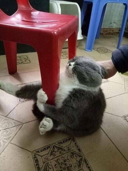 今日萌图 一只患了白癜风的猫咪