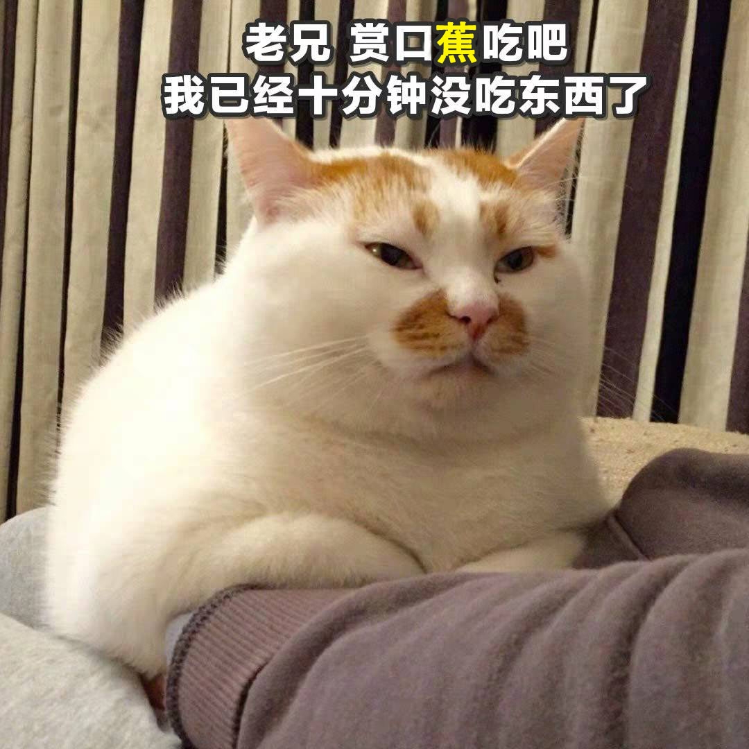 今日萌图 一只患了白癜风的猫咪