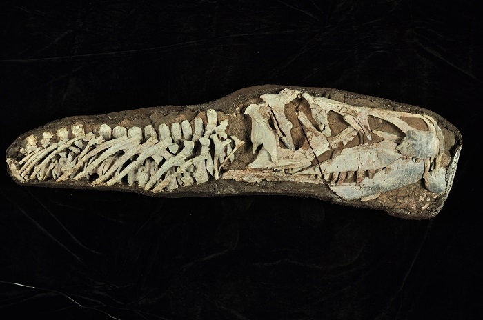 山西山西鳄之谜