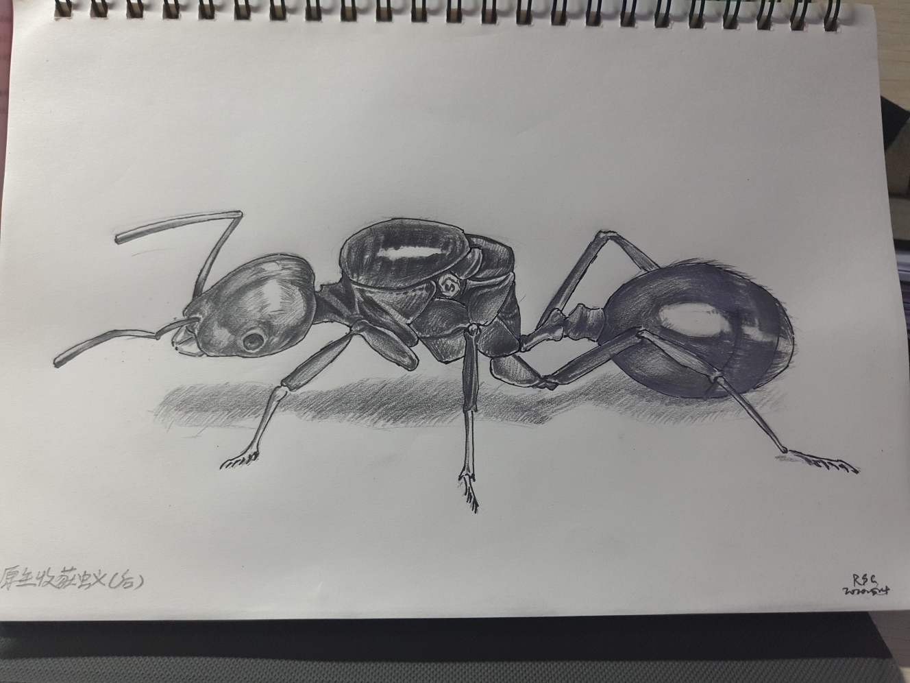 【写生】蚂蚁