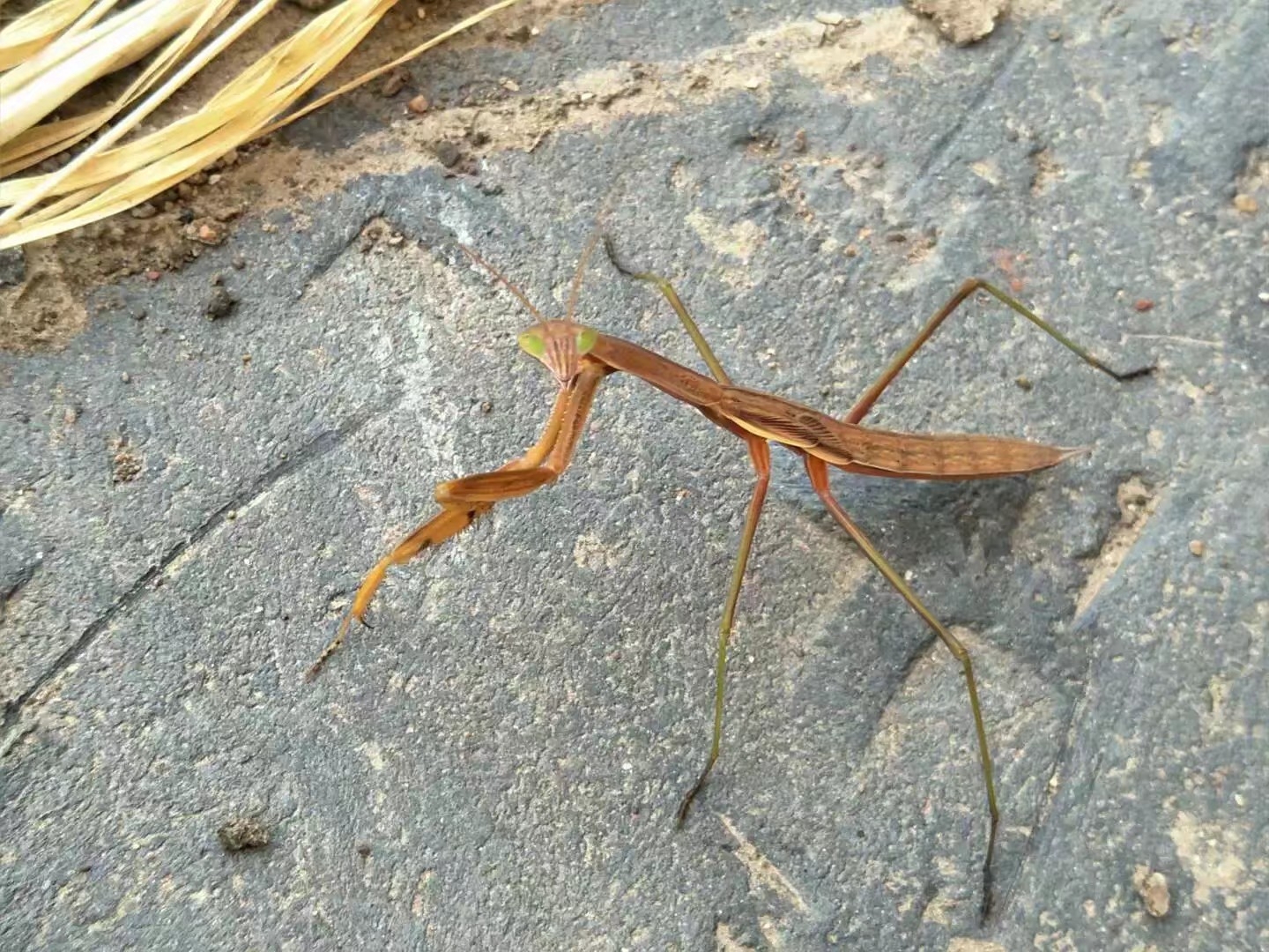 北方常见螳螂介绍野采方法