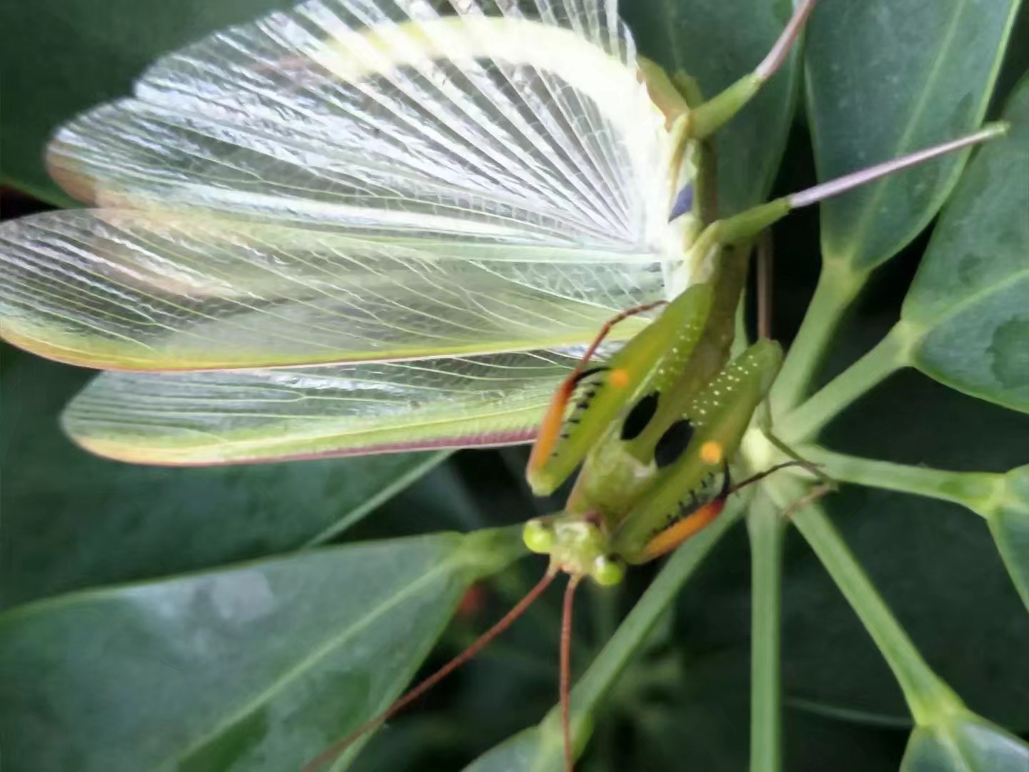 北方常见螳螂介绍野采方法