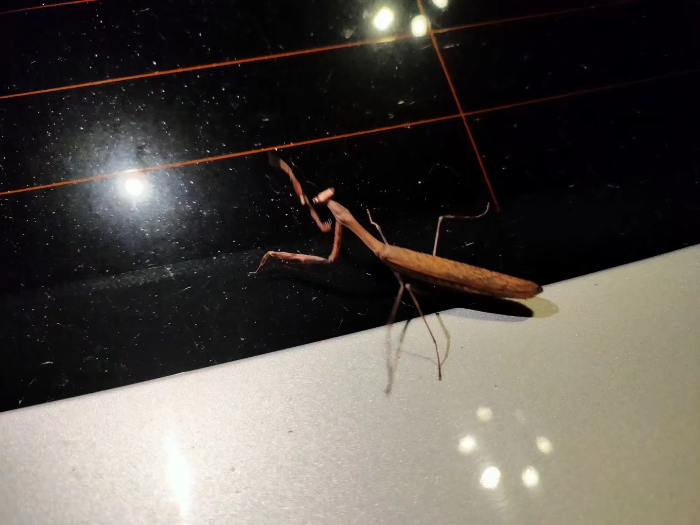 北方常见螳螂介绍野采方法