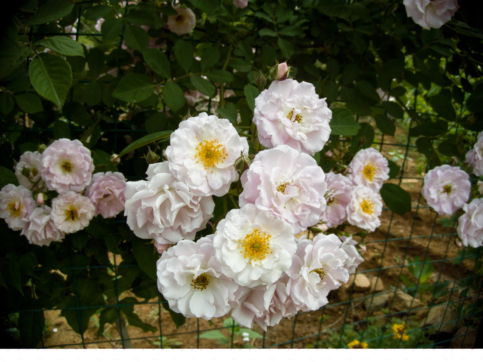 wolcam花玫瑰白玉堂七姊妹野蔷薇