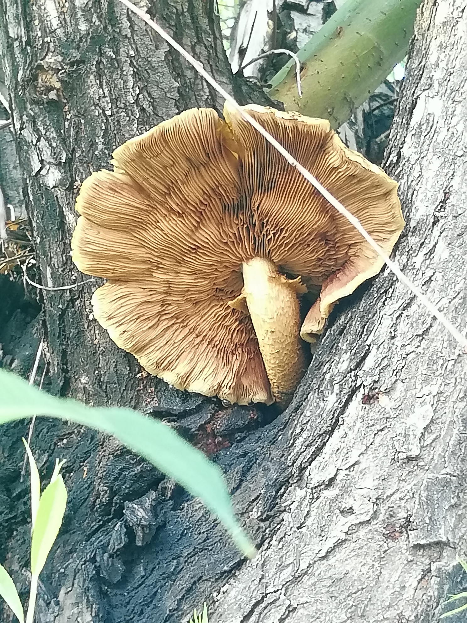 在树上的蘑菇