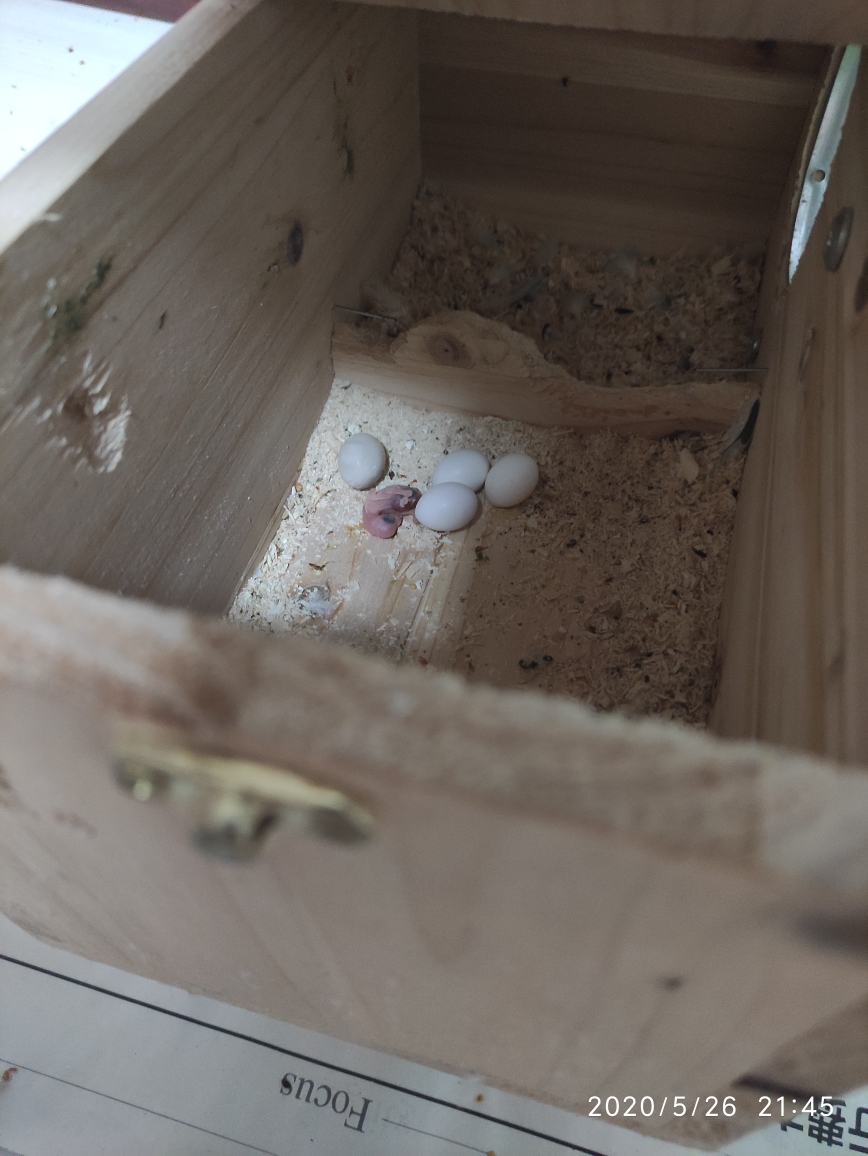 虎皮鹦鹉的蛋孵出小鸟来了