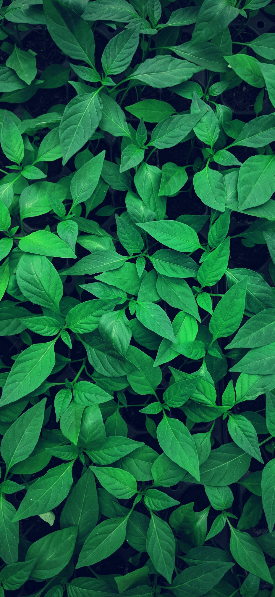 过客猴质量图站这波啊这波是绿色健康啊