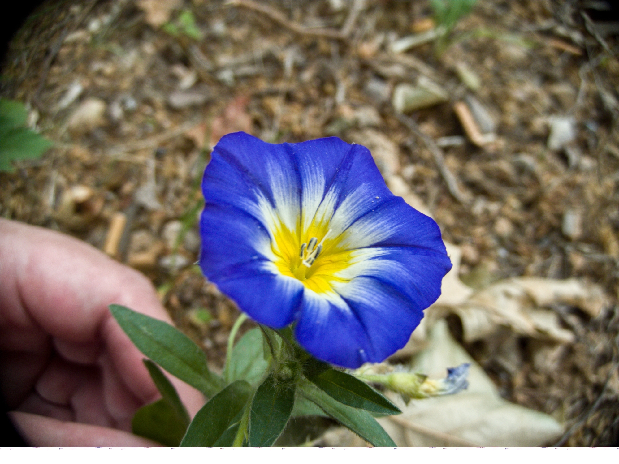 【wol-cam/花】仙人掌 光叶子花 三色旋花