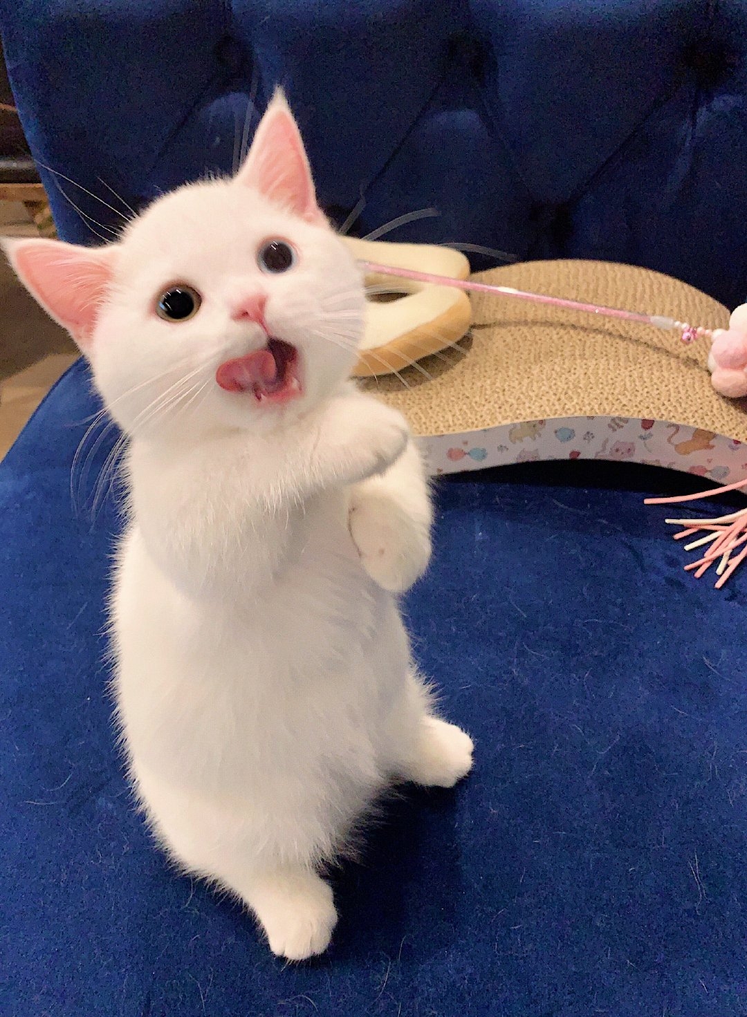 676767曼赤肯猫simba,小短腿真的太可爱啦!