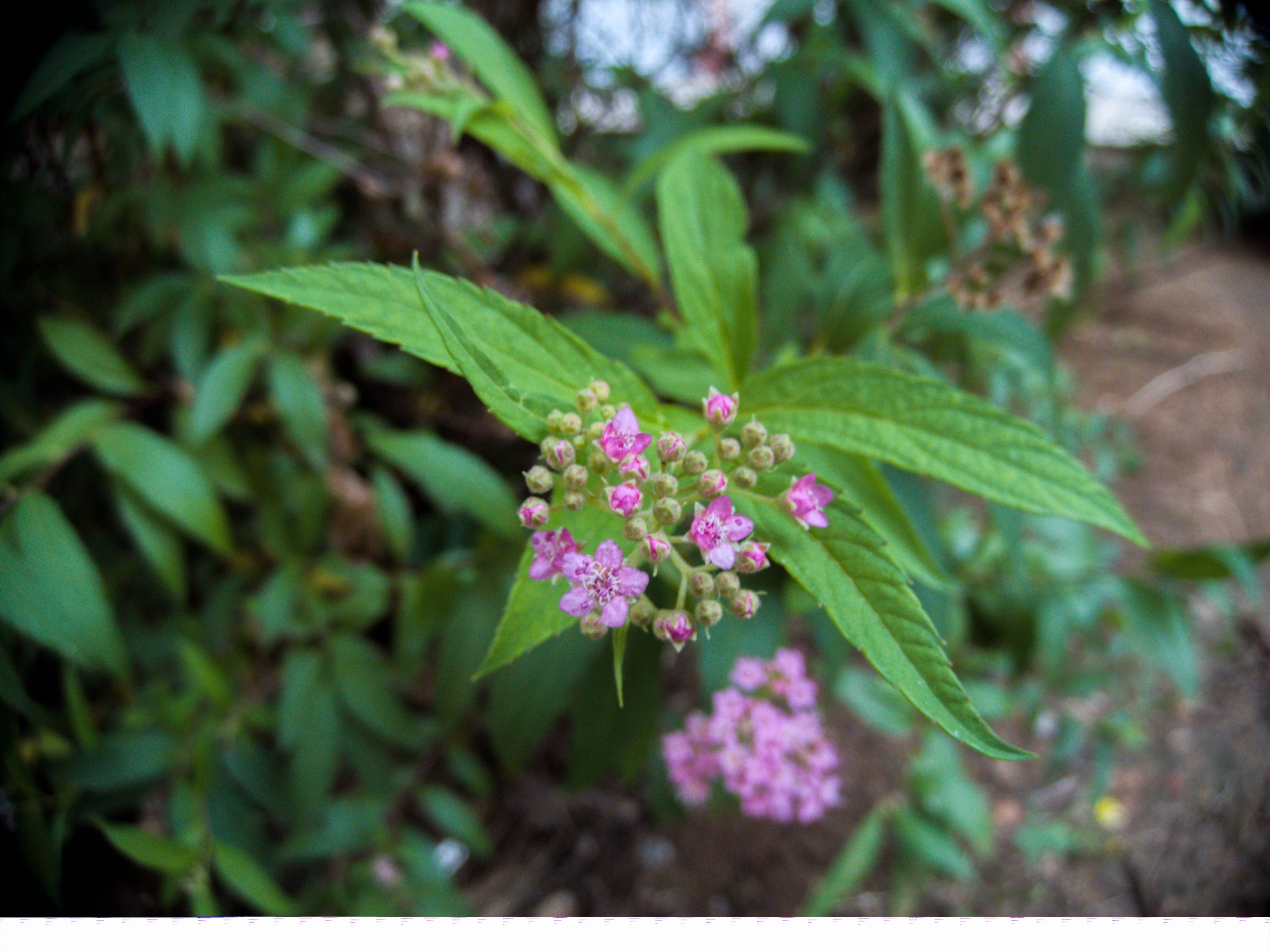 Wol Cam 花 粉花绣线菊心叶日中花金柑等