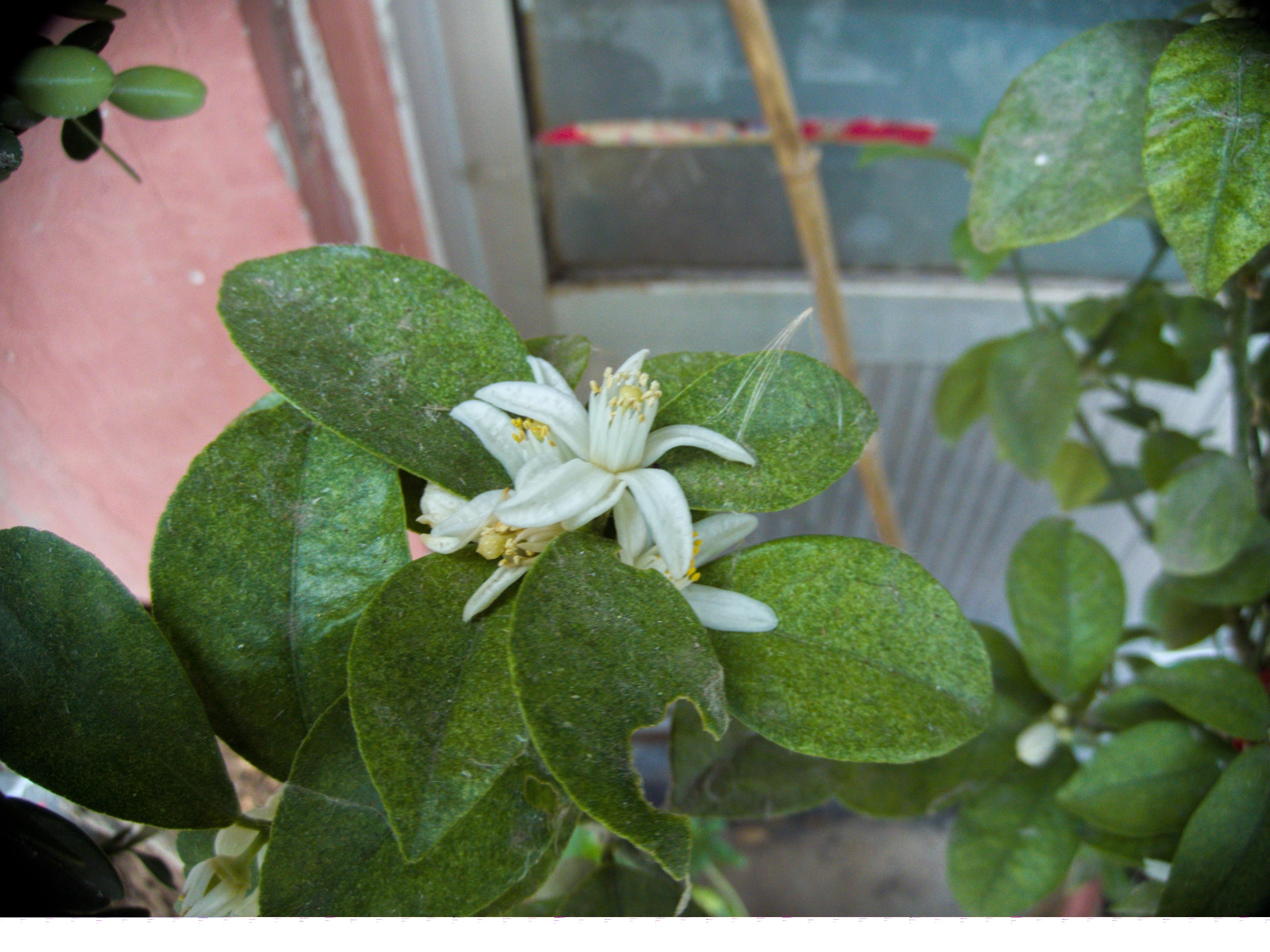 Wol Cam 花 粉花绣线菊心叶日中花金柑等 Acfun弹幕视频网 认真你就输啦 W ノ つロ