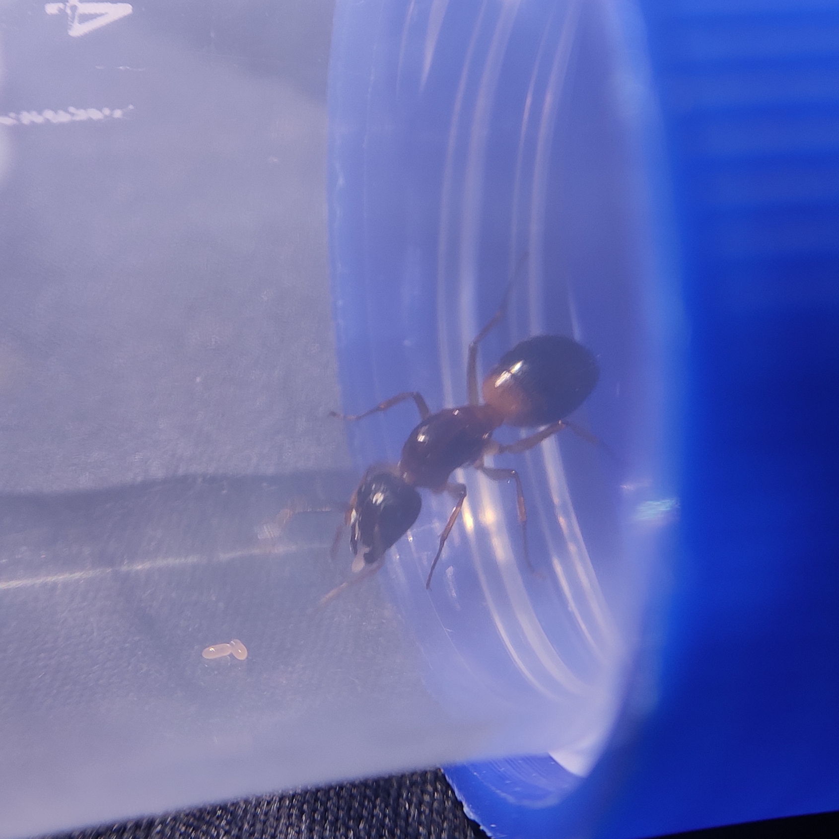 家里捡到的拟光腹弓背蚁后产卵啦