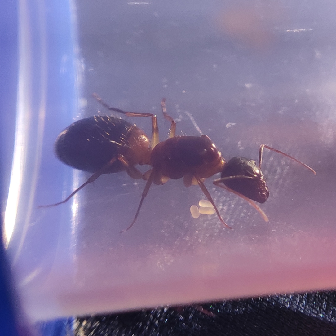 家里捡到的拟光腹弓背蚁后产卵啦