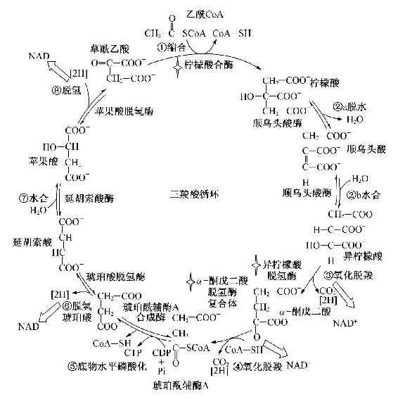 【搬运】糖的有氧氧化 - acfun弹幕视频网 - 认真你就输啦 (?ω?