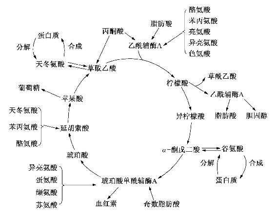 【搬运】糖的有氧氧化 