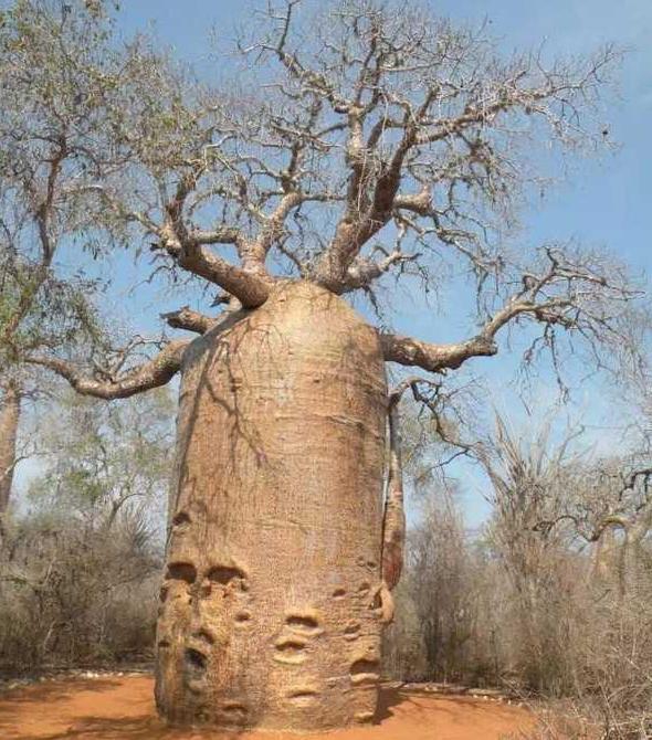 一种植物,俗称猴面包树,树干内存2吨水,老来能住人还可放家具