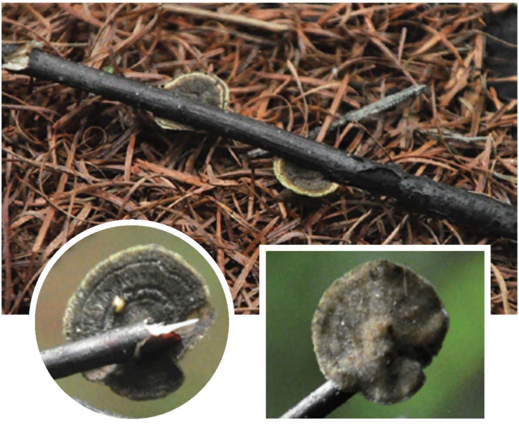 烟管菌菌管淡褐色至黑色管孔面烟色