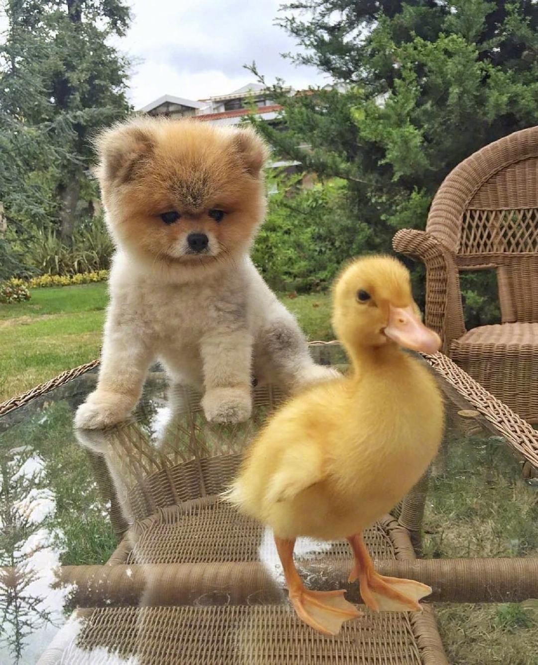 今日萌图动物园里失去了崽子而变得沮丧的老虎通过一窝猪崽重新获得