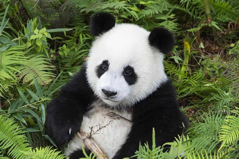 大熊猫真实战斗力戴墨镜和穿黑丝带的都不好惹