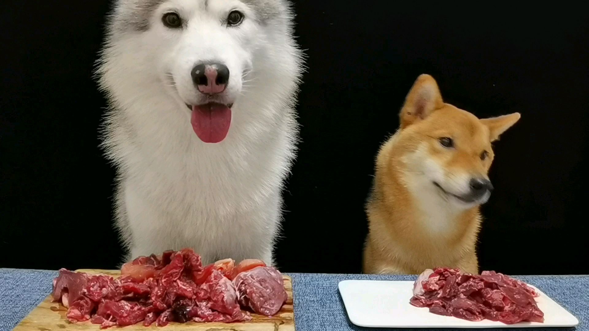 看哈士奇与柴犬如何消灭面前的一堆鹿肉!