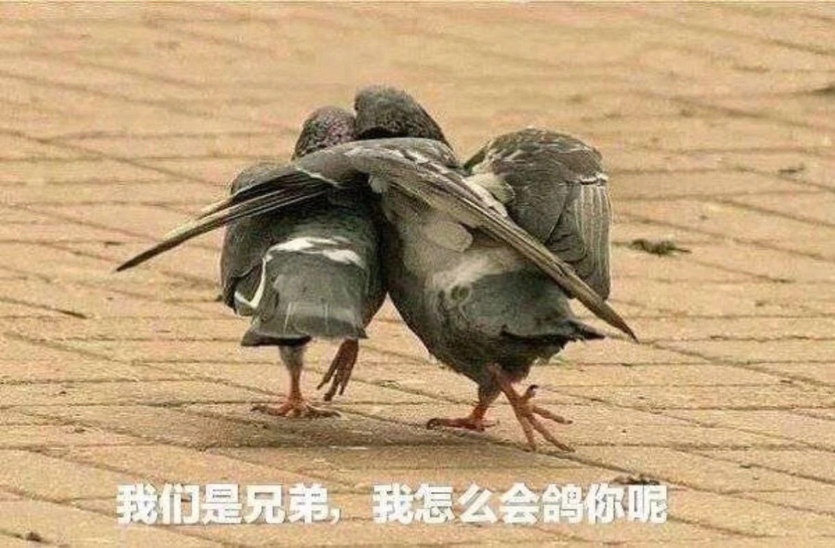 鸽子们的咕咕咕趣图大赏 - acfun弹幕视频网 - 认真你就输啦 (?ω?)ノ