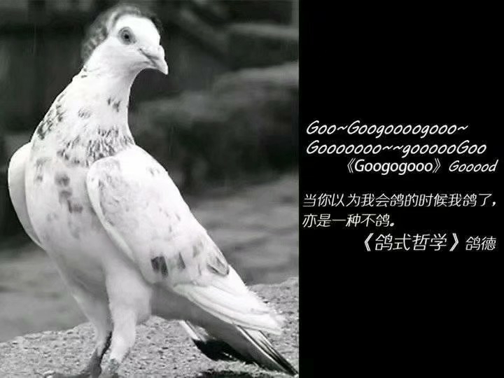 鸽子们的咕咕咕趣图大赏