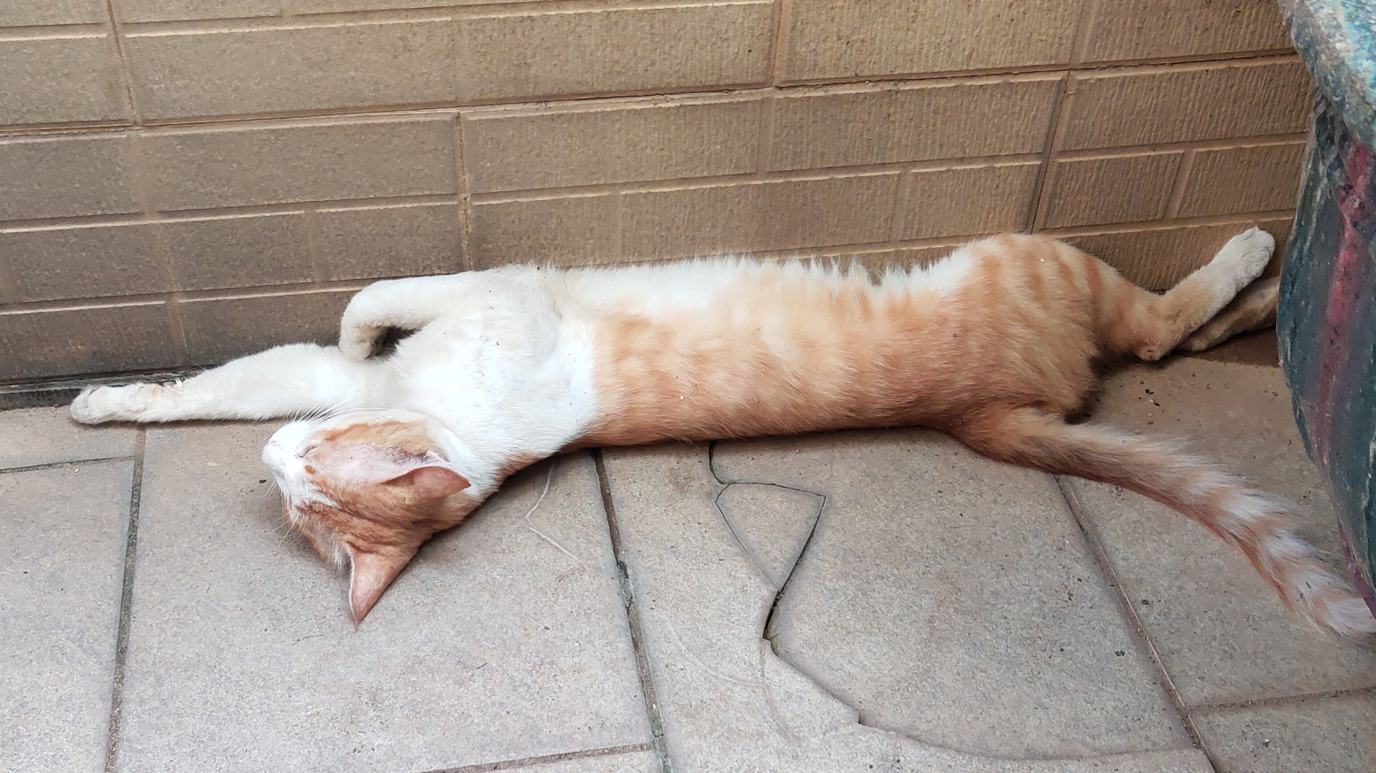 【白龙】邋遢猫如图躺着