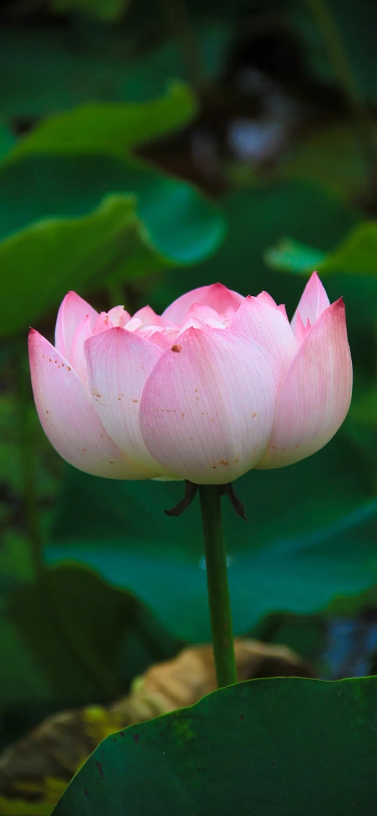 最漂亮手机(最漂亮手机壁纸)