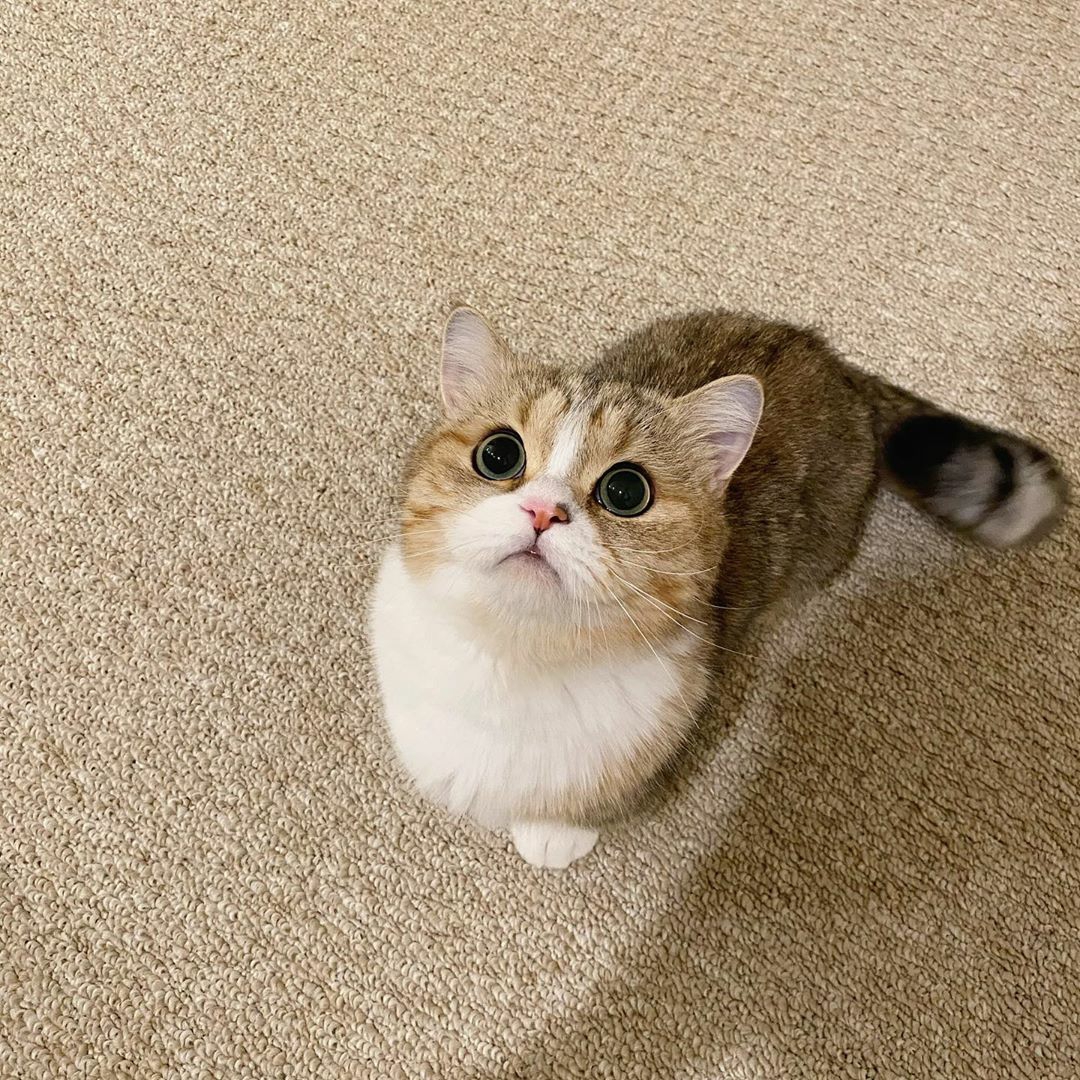 猫咪好萌的喵喵啊