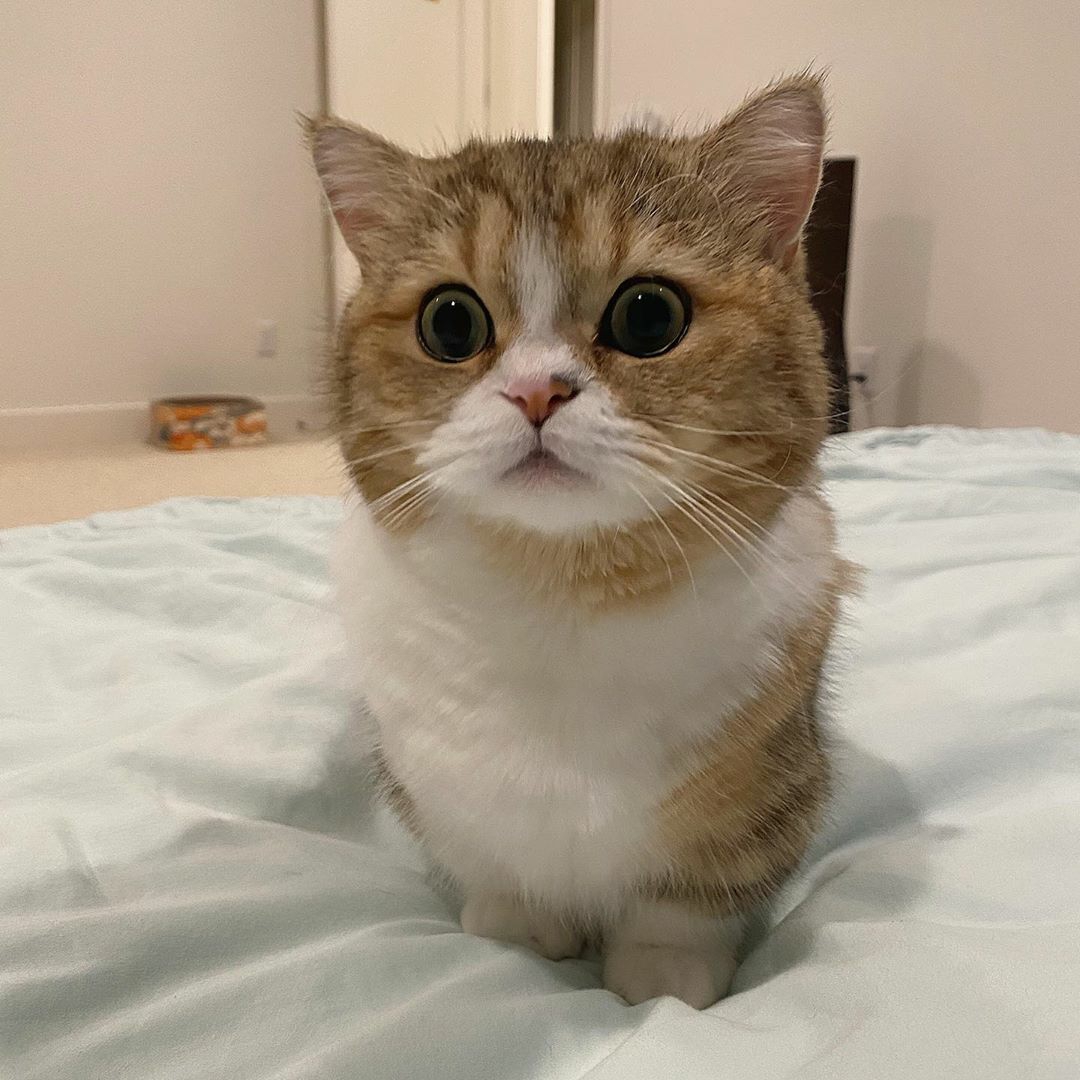 猫咪好萌的喵喵啊
