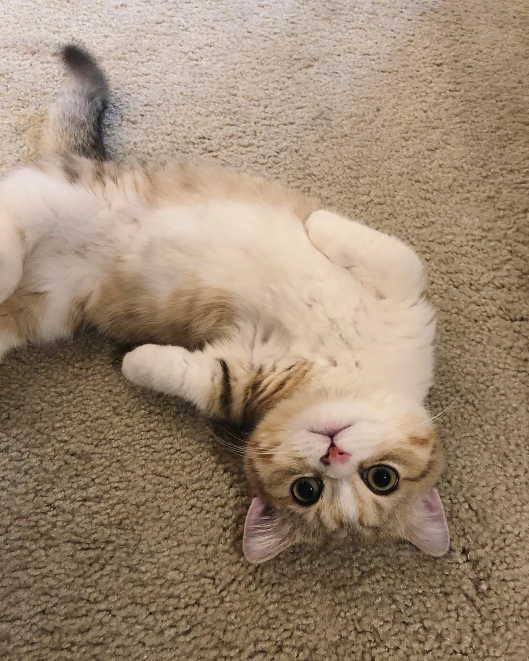 猫咪好萌的喵喵啊