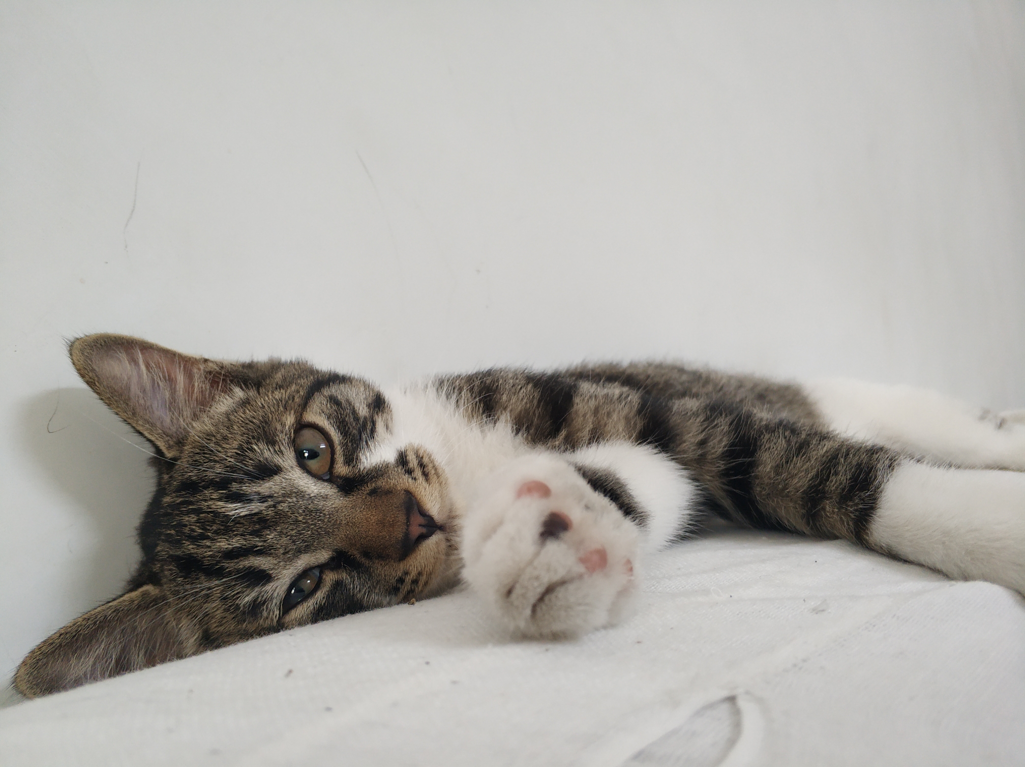 猫崽崽日常记录
