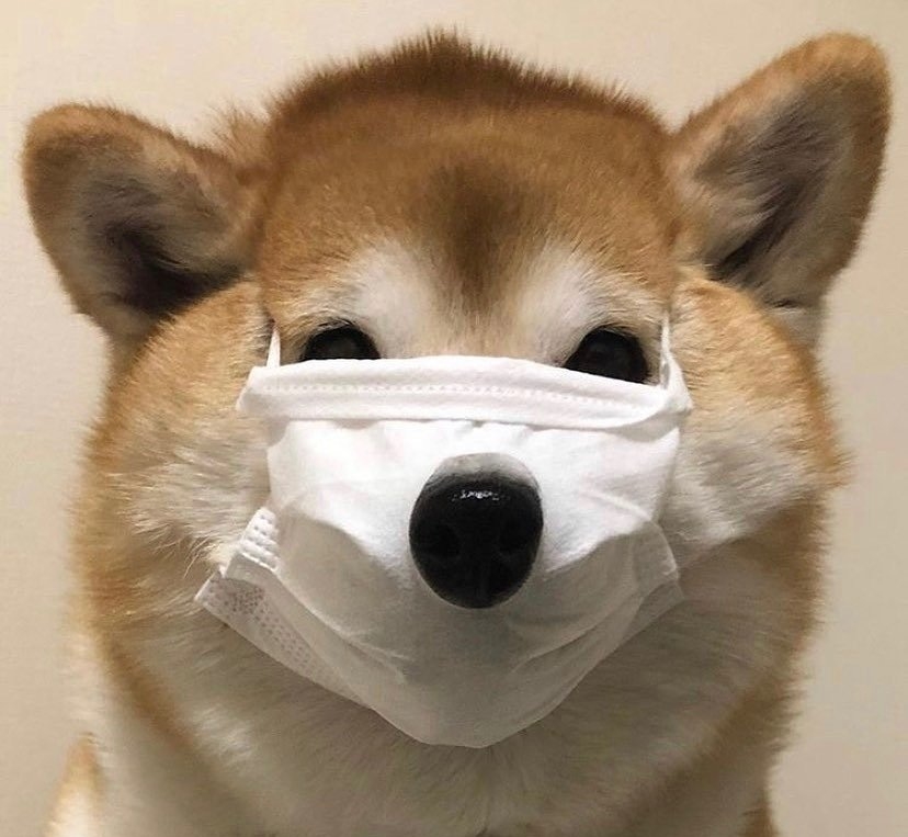 【今日萌图】终于找到了消失的仓鼠